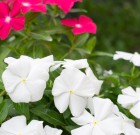 A rövidnappalosok nem élnek örökké – A rózsameténg alkalmas utódnövény