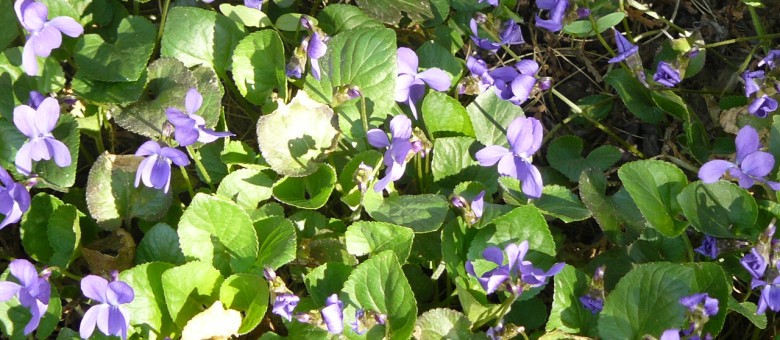 Az Illatos ibolya