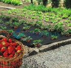 Talajtakaró fóliák zöldség, gyümölcs termesztéshez.