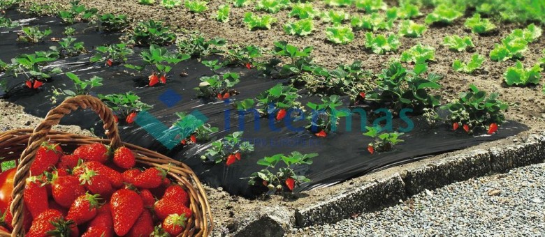 Talajtakaró fóliák zöldség, gyümölcs termesztéshez.