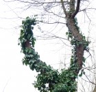 Növénybeszéd és tápanyaghiány