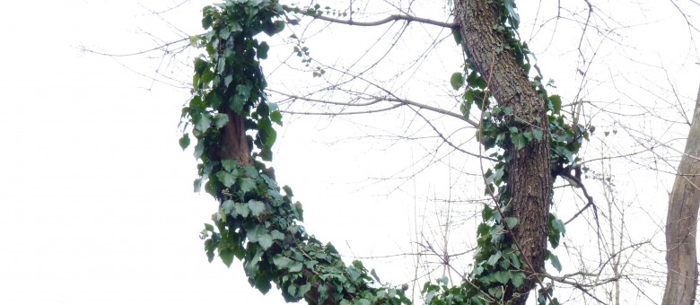 Növénybeszéd és tápanyaghiány