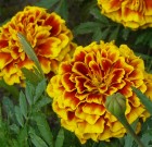 A bársonyvirág elűzi a kártevőket