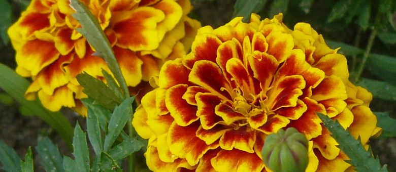 A bársonyvirág elűzi a kártevőket