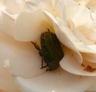 Aranyos virágbogár