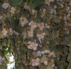 Növényekkel, a rovarokkal szemben