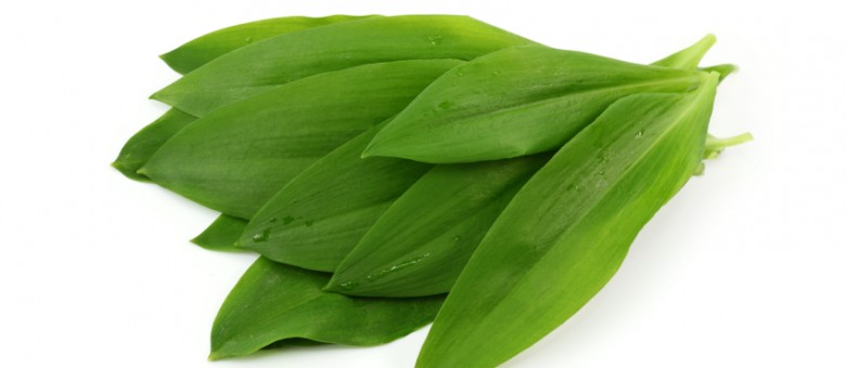 Avar nélkül nincs medvehagyma