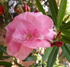 Leander, nem csak a tengerparton