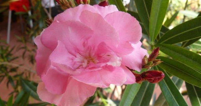 Leander, nem csak a tengerparton