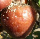 Növényvédelmi teendők 2013. május 20-26.