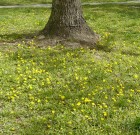 Érdekes növényvilág, a pitypang