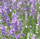 Ringatózó kék mezők