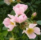 Virágzik az egyik legismertebb C-vitamin, forrásunk