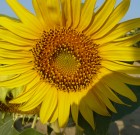 A napraforgóról bővebben