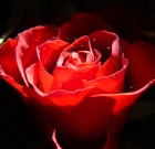 A rózsáról egy kicsit másképpen