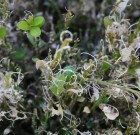 Növényvédelmi teendők – 2013. május 24-30.