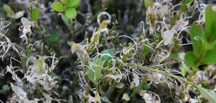 Növényvédelmi teendők – 2013. május 24-30.