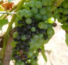 Növényvédelmi teendők – 2013. május 31-június 6.