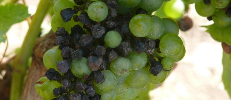 Növényvédelmi teendők – 2013. május 31-június 6.