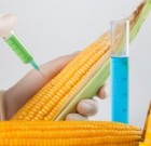 A génmódosított növények kockázatairól