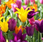 A tulipánhagymák kedvelik a meleget