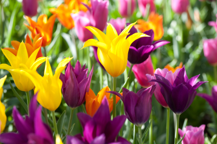 A tulipánhagymák kedvelik a meleget