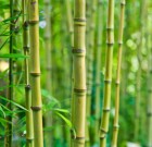 A bambusz ritkán erősíti a szomszédbarátságot
