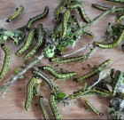 Kedves Kollégák, Rovarászok, Kertbarátok!