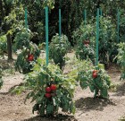 Paradicsomkaró víztartállyal.