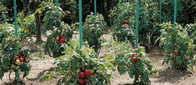 Paradicsomkaró víztartállyal.