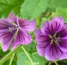 Erdei mályva kicsit másképpen