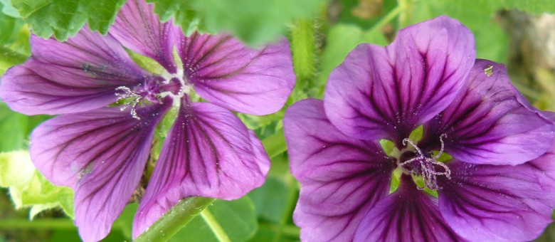 Erdei mályva kicsit másképpen