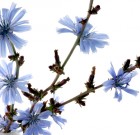 Úton – útfélen virágzik a katáng