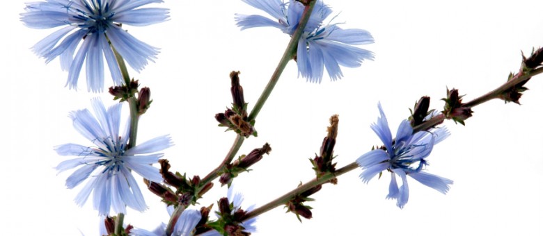 Úton – útfélen virágzik a katáng