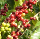 A növények tudatosabb megismerésével, akár a fájdalmainkat is csillapíthatjuk