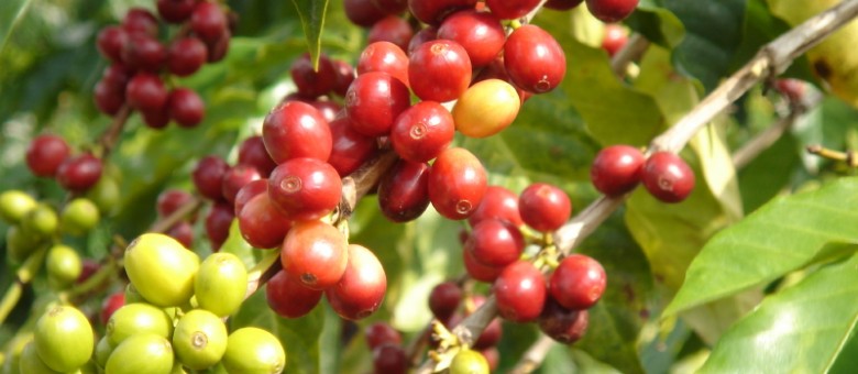 A növények tudatosabb megismerésével, akár a fájdalmainkat is csillapíthatjuk