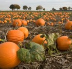 Kertszárítás növényekkel