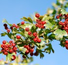 Az egybibés galagonya