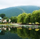 Vízkutató aszpirinfa