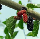 Az elfelejtett eperfa