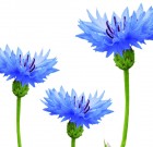 Búzavirág, mint gyógynövény