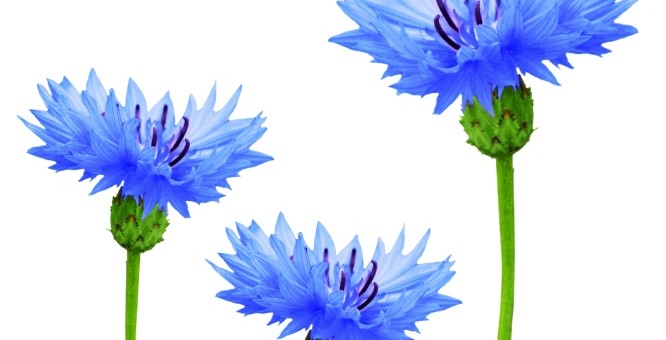 Búzavirág, mint gyógynövény