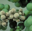 Növényvédelmi teendők – 2013. június 21-27.