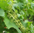 Növényvédelmi teendők – 2013. június 7-13.