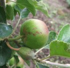 Növényvédelmi teendők – 2013. június 14-20.