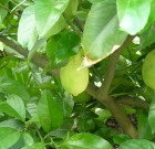 A citromfa nem dísznövény