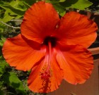 Hibiszkusszal színesebben