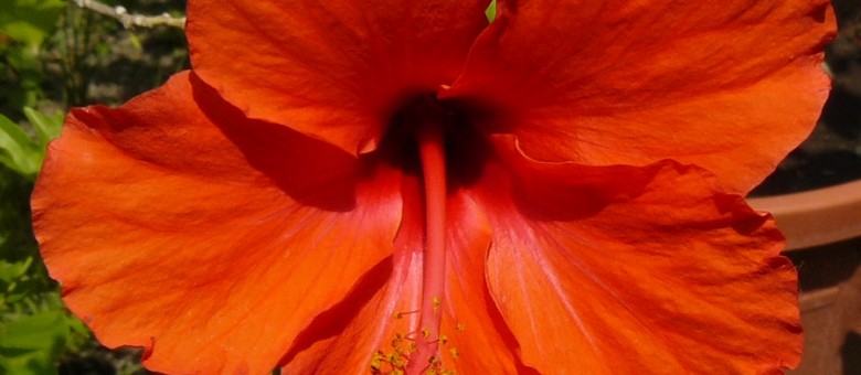Hibiszkusszal színesebben