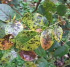 Növényvédelmi teendők – 2013. július 8-14.