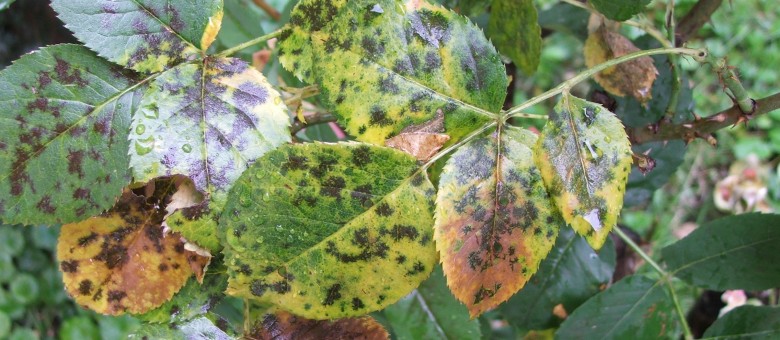 Növényvédelmi teendők – 2013. július 8-14.